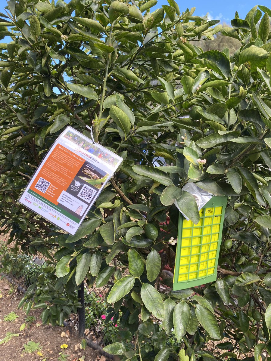 Hopping from site to site today - schools, community &amp; botanic gardens, &amp; the zoo. On the hunt for Asian citrus psyllid (&amp; coming up blank 🪰😄). To join our CitrusWatch exotic pest Early Detector Network we now have an online form at citrusaustralia.com.au/growers-indust…