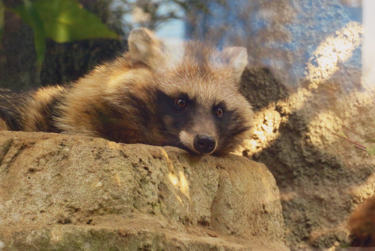 たちだコロネ tweet media