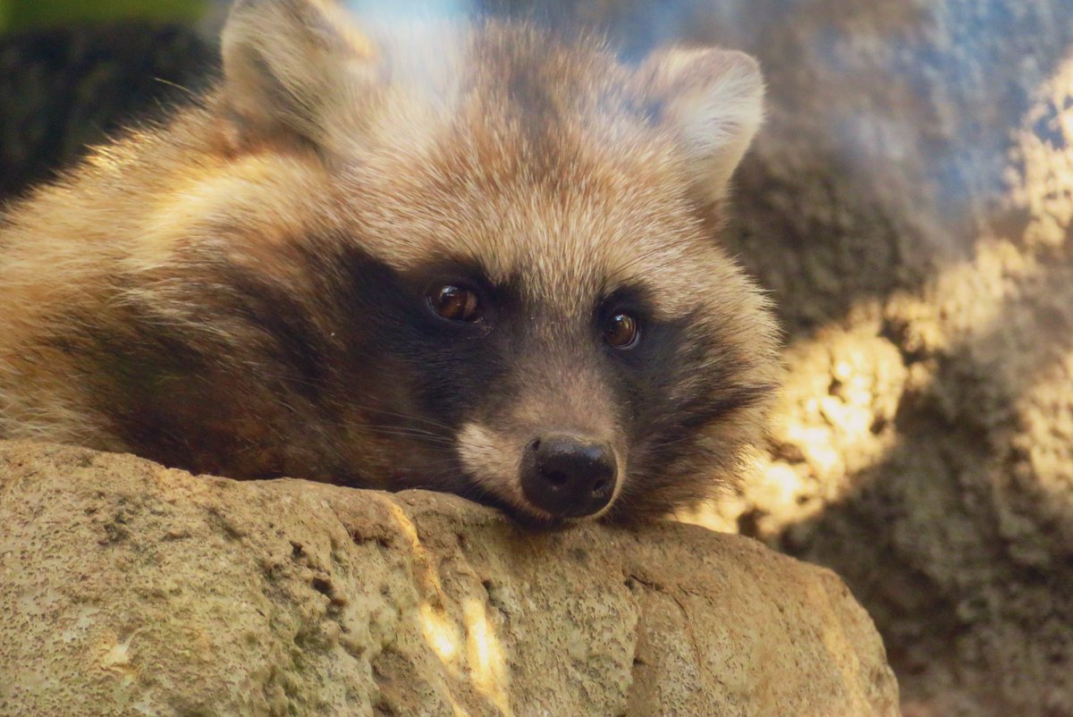 たちだコロネ tweet media