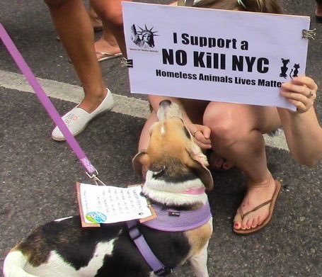 SAVELUCKYTHECAT (@giveluckyback) on Twitter photo <a href="/JackHites/">Jeff Simmons</a> <a href="/WBAI/">WBAI New York at 99.5 FM, streaming at wbai.org</a> Thank you so much for this show. My hope is you will invite some true #AnimalWelfare advocates on next time. All your guests are professional lobbyists or staffers compromising the #KillShelter industry. #NoKill is possible and far more humane. <a href="/JackHites/">Jeff Simmons</a> <a href="/WBAI/">WBAI New York at 99.5 FM, streaming at wbai.org</a> Thank you so much for this show. My hope is you will invite some true #AnimalWelfare advocates on next time. All your guests are professional lobbyists or staffers compromising the #KillShelter industry. #NoKill is possible and far more humane.