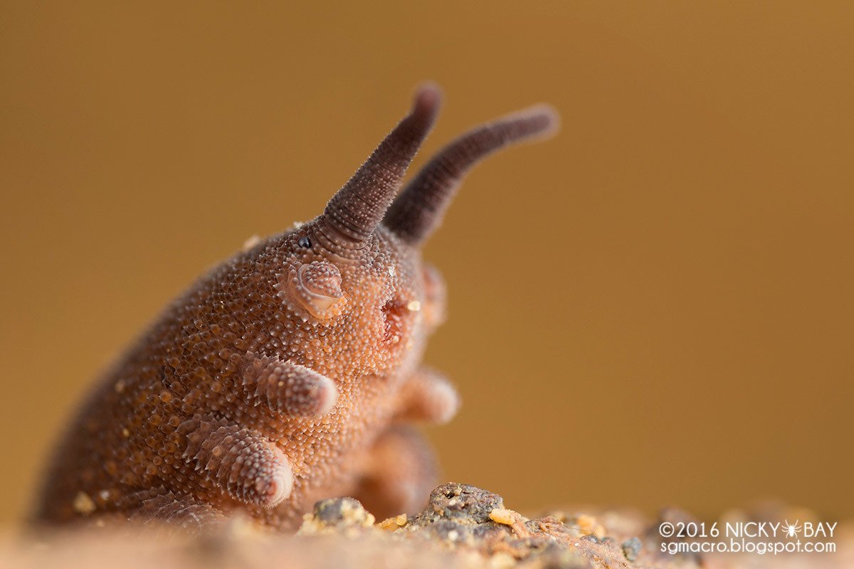 Oceanfilly's tweet photo. No thoughts, just Onychophorans aka velvet worms https://t.co/tOCg0dv3wr