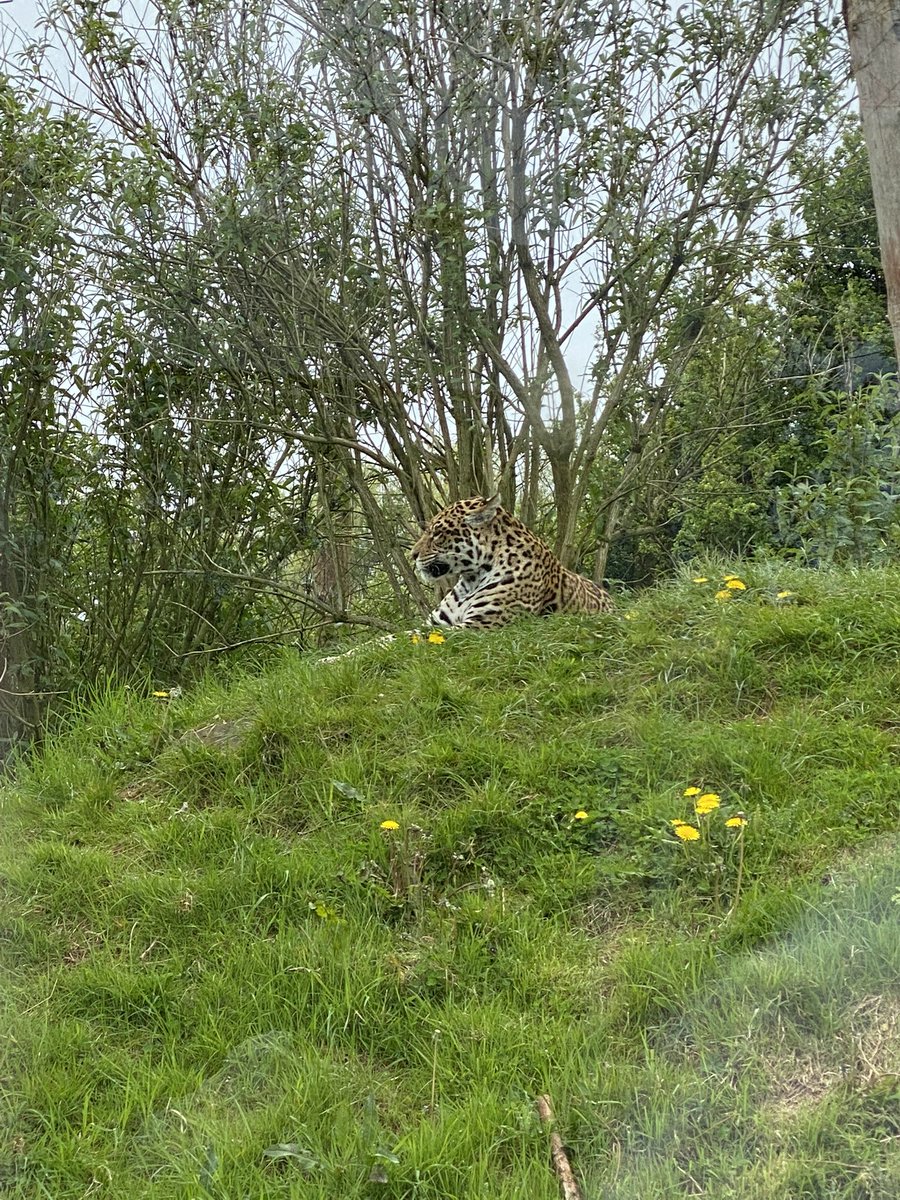 _Laura91_'s tweet photo. Some of our favourite animals to see 🦒🦩🐒 @PeelparkClass3 https://t.co/glfj3C8qrm