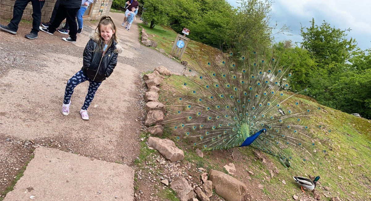 _Laura91_'s tweet photo. How beautiful these were to watch open 💗🦚 @PeelparkClass3 https://t.co/aZMn0F0dE5
