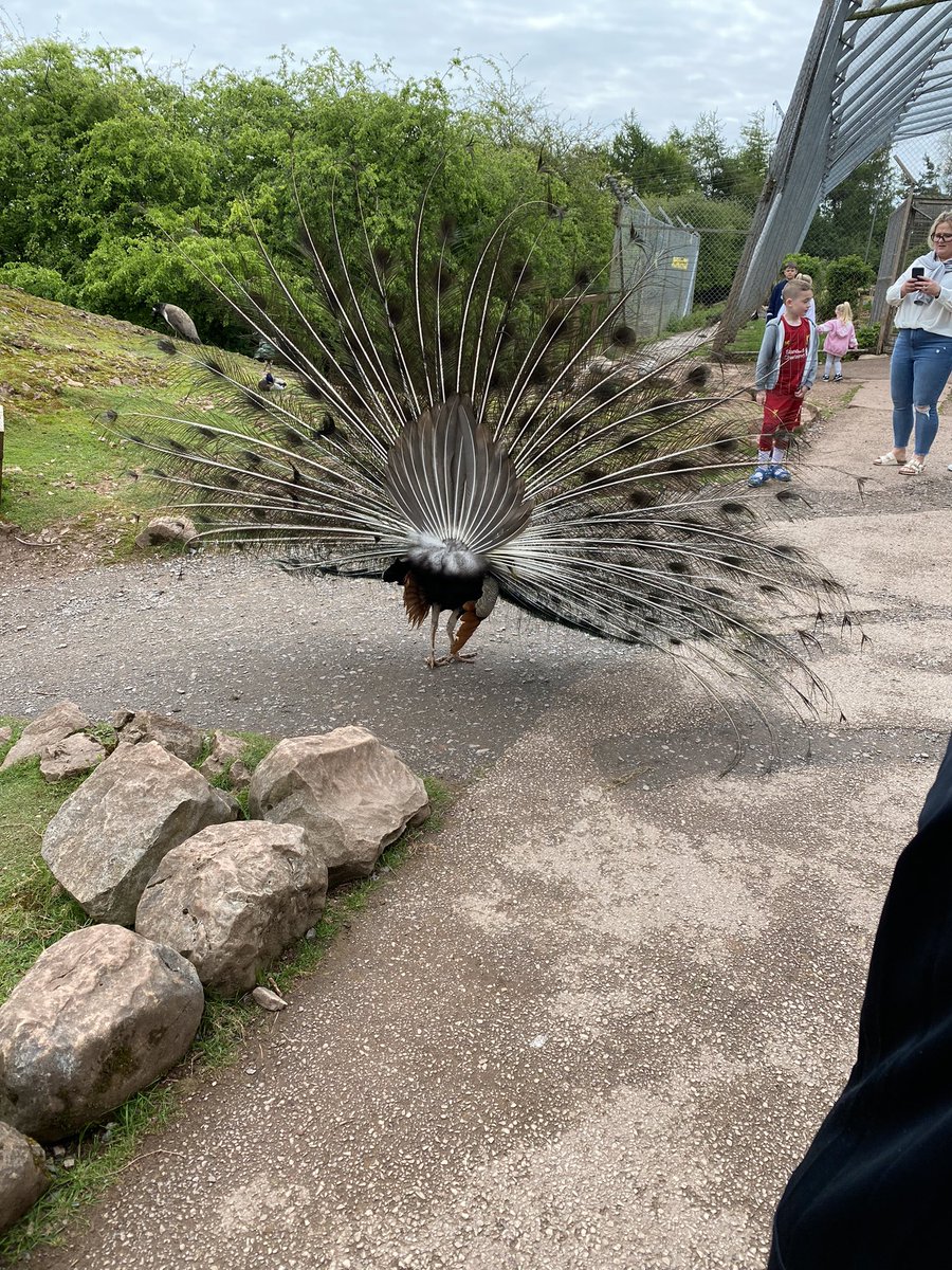 _Laura91_'s tweet photo. How beautiful these were to watch open 💗🦚 @PeelparkClass3 https://t.co/aZMn0F0dE5