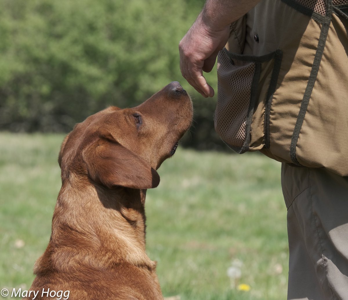 GundogsJason's tweet photo. I’m still smiling over the @CowdrayEstate gundog challenge . @Skinnersdogfood @HarkilaUK @AcmeW @FurFeather_Fin https://t.co/3Y70RzkmrU