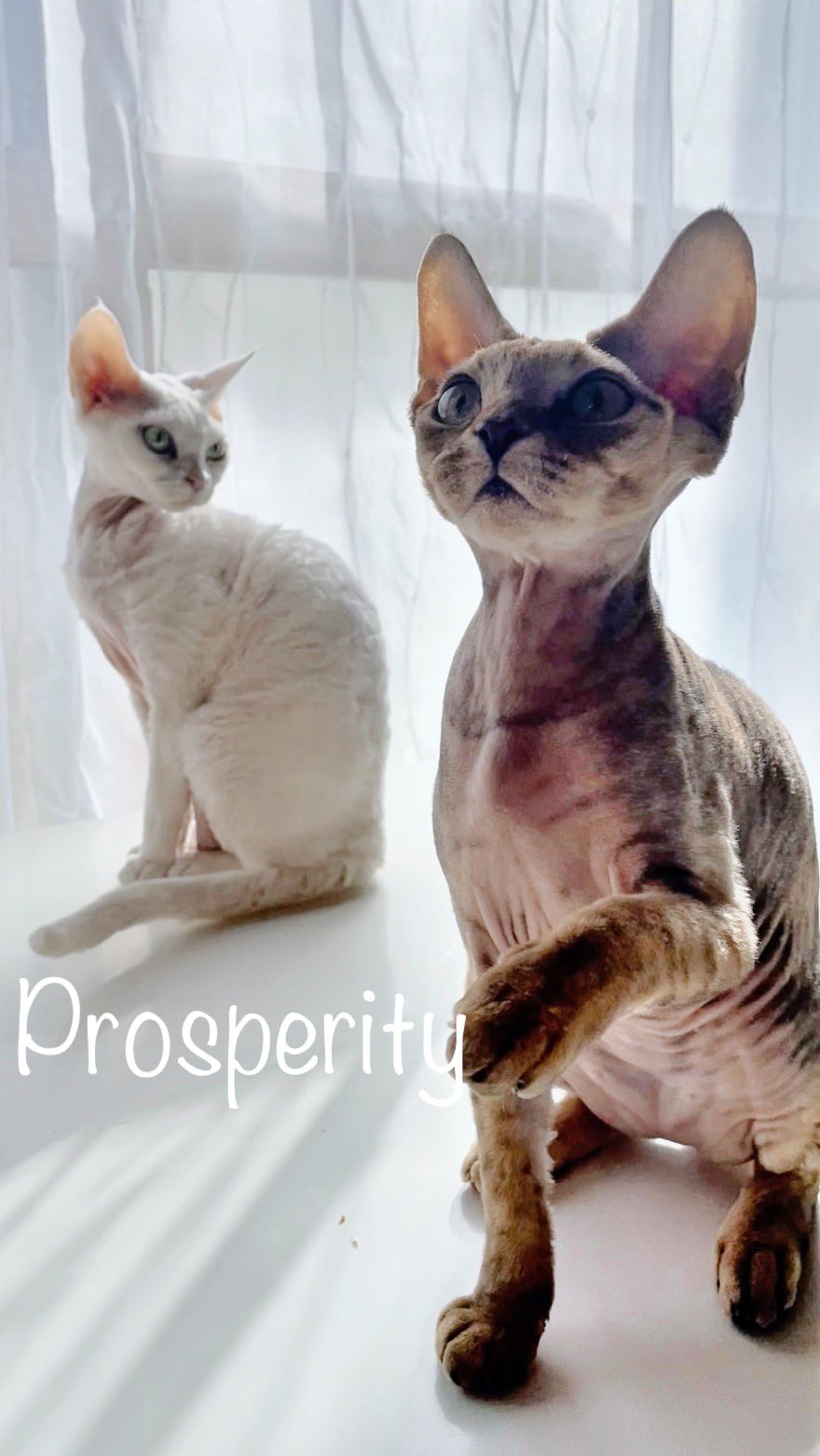 デボンレックス キャッテリー Prosperity デボンレックス デボンレックスブリーダー 猫 猫のいる暮らし T Co Nwqjd0jyxo Twitter