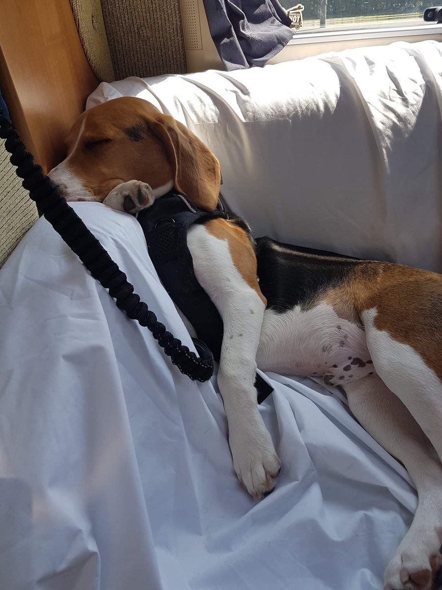 Buster loved traveling in the motorhome, we had a great weekend away. Can't wait to take him again.