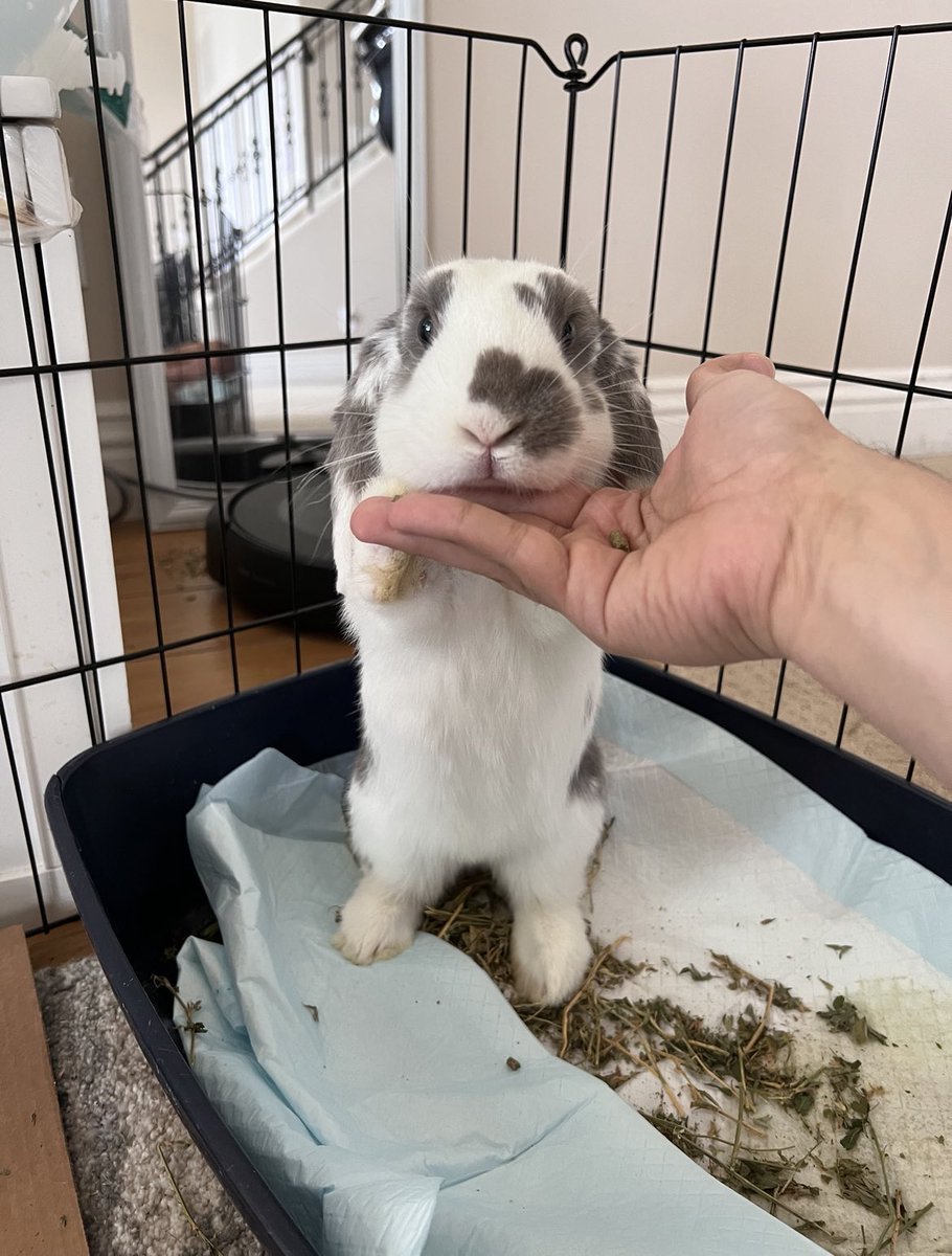 Give some love to Bini’s little brother😍 Such a beautiful baby bun! ❤️ Who wants to see them play together? Follow our Instagram for their adventures together 🏀🐰#bonding