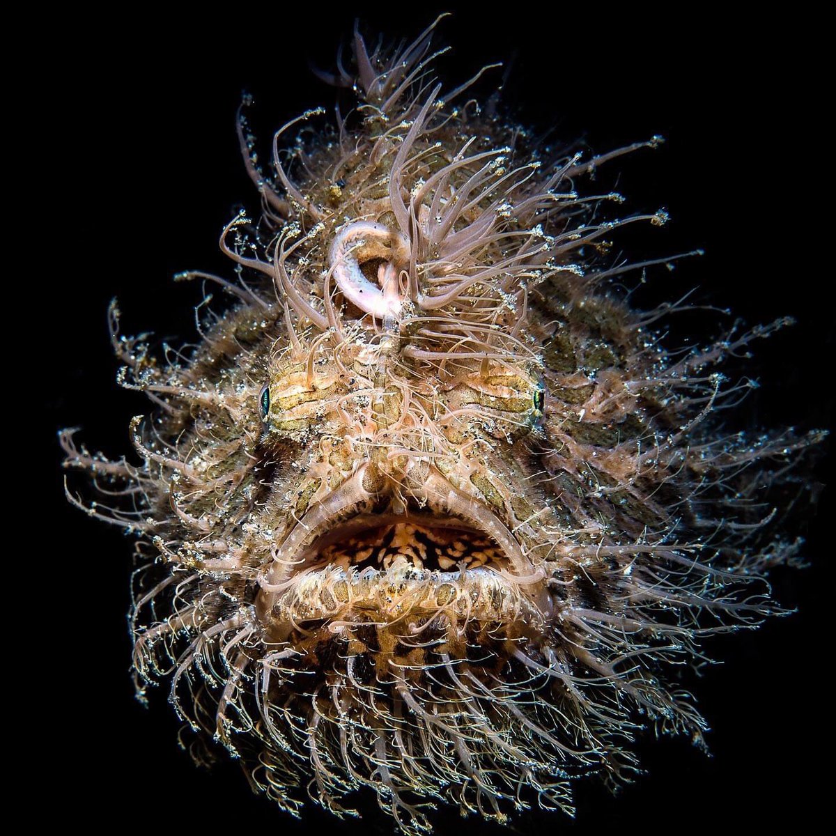 Hairy Frogfish jump by sucking in water through the mouth and expelling it in jets through the small gill openings behind their “legs” #DidYouKnow #savetheplanet #savetheearth #nature #MarineLife