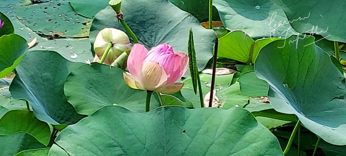 gauravmibm's tweet image. When you walk to office n see the nature blooming, it is so refreshing n energising...
.
.
.
.
.
#walktooffice 
#natureateacher 
#natureamotivator 
#infybangalore 
#infyoffice
