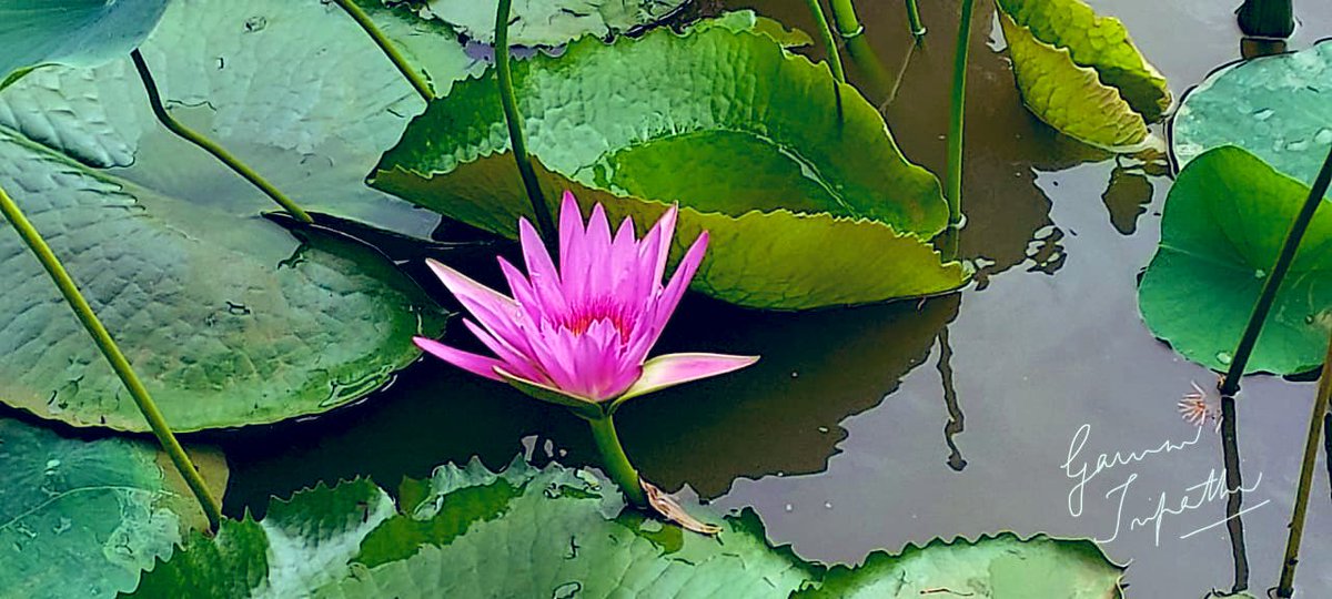 gauravmibm's tweet image. When you walk to office n see the nature blooming, it is so refreshing n energising...
.
.
.
.
.
#walktooffice 
#natureateacher 
#natureamotivator 
#infybangalore 
#infyoffice