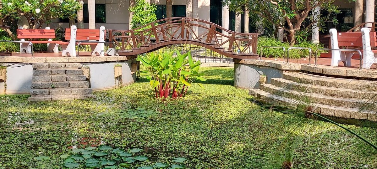 gauravmibm's tweet image. When you walk to office n see the nature blooming, it is so refreshing n energising...
.
.
.
.
.
#walktooffice 
#natureateacher 
#natureamotivator 
#infybangalore 
#infyoffice