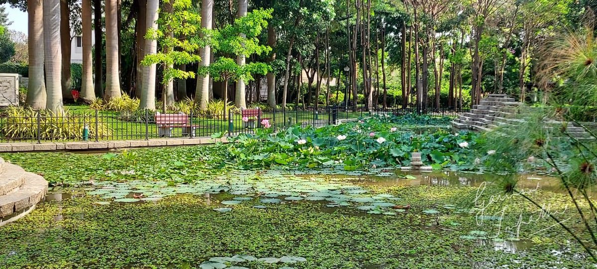 gauravmibm's tweet image. When you walk to office n see the nature blooming, it is so refreshing n energising...
.
.
.
.
.
#walktooffice 
#natureateacher 
#natureamotivator 
#infybangalore 
#infyoffice
