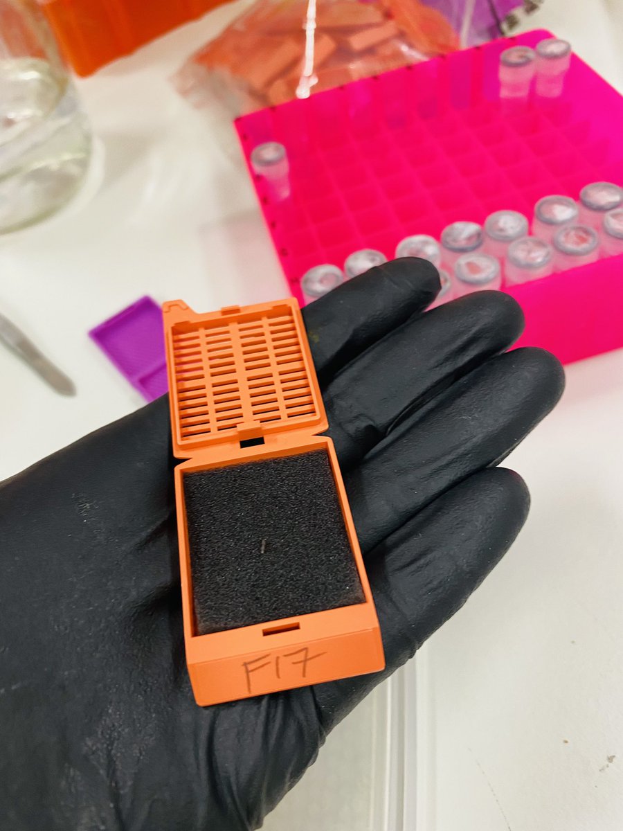 Who decided black histo foam was a good idea? Tissue samples are almost invisible 😂