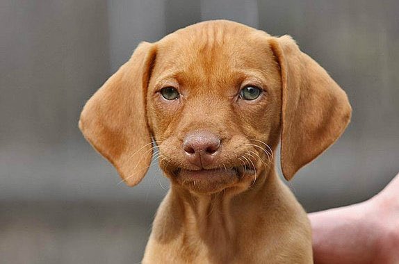 DevinCalow's tweet image. Still can’t get over how this dog looks like Jason Bateman