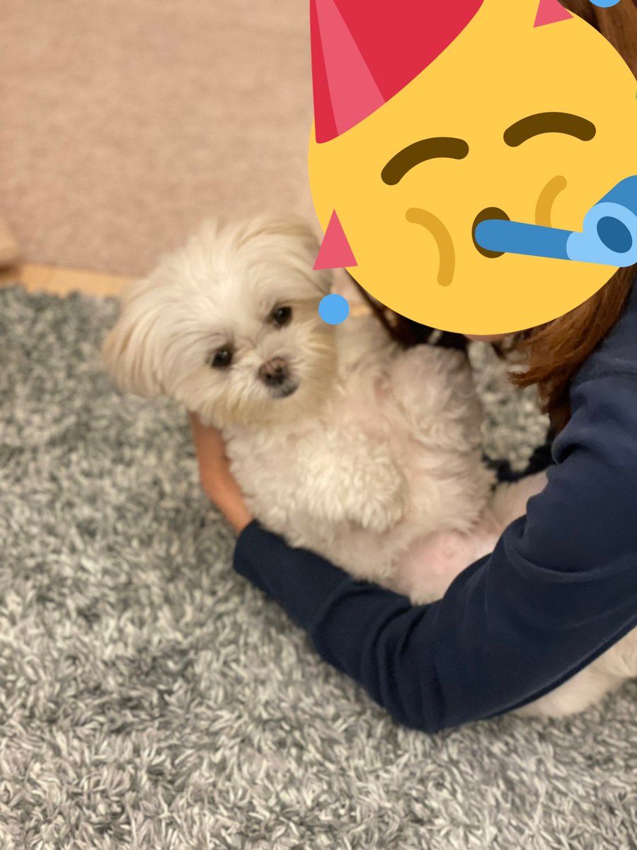 _chiaotzu's tweet photo. ラッコスタイル
#ラッコ #マルチーズ #ポメラニアン #犬好きさんと繋がりたい #犬のいる幸せ #マルポメ #ポメマル #ミックス犬 #犬のいる暮らし #犬バカ部 #ちゃおず https://t.co/SywEERXhN8
