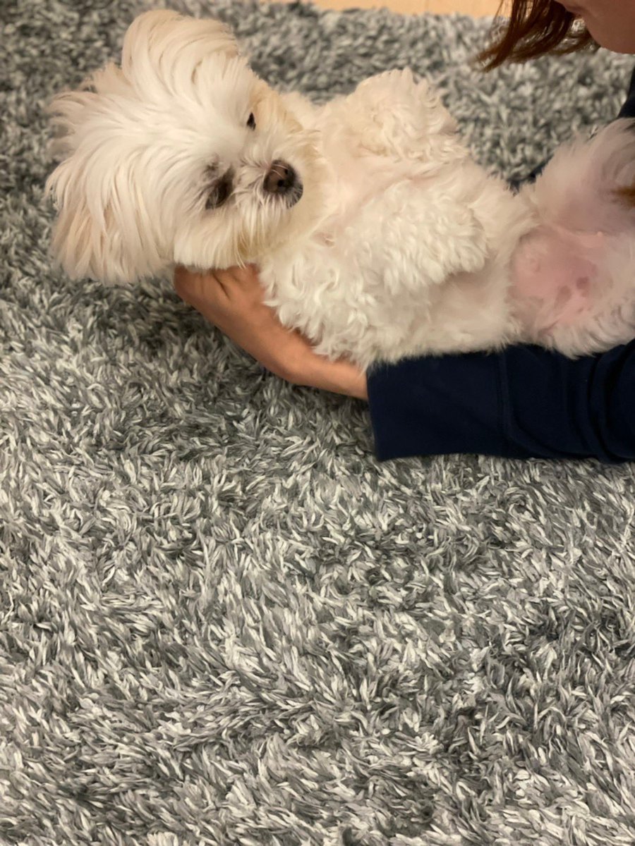 _chiaotzu's tweet photo. ラッコスタイル
#ラッコ #マルチーズ #ポメラニアン #犬好きさんと繋がりたい #犬のいる幸せ #マルポメ #ポメマル #ミックス犬 #犬のいる暮らし #犬バカ部 #ちゃおず https://t.co/SywEERXhN8