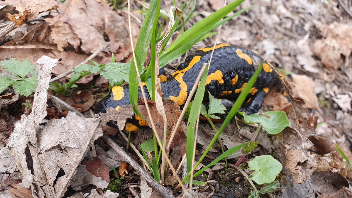 IkaKarl's tweet photo. on the muddy path -
a fire salamander pauses
to signal "hi!"
#haiku #haiga #photohaiku #springhaiku #micropoetry #writelikeissa https://t.co/PVY5X0PTI6