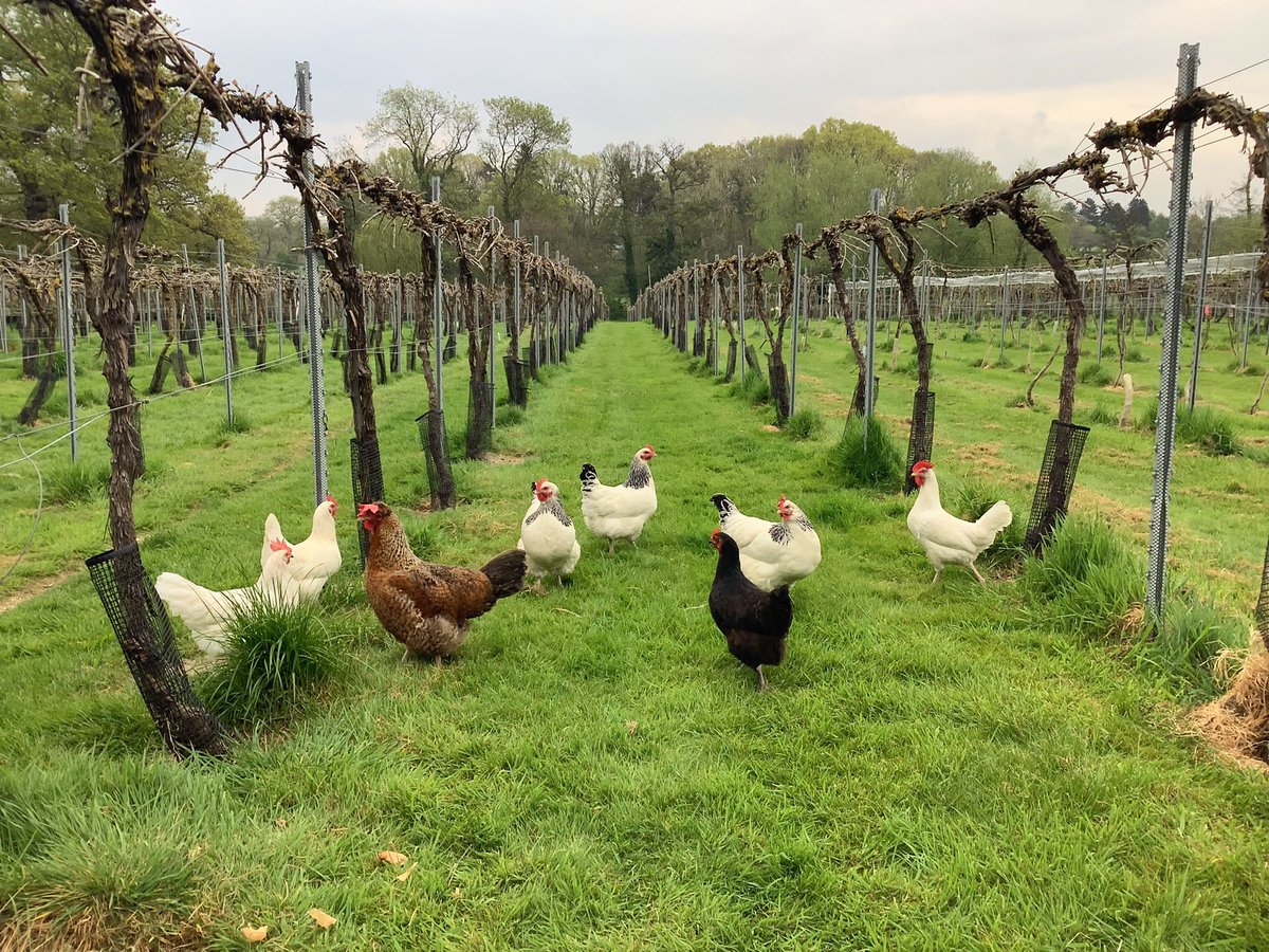 Hens at <a href="/rothleywine/">Rothley Wine Estate</a> enjoying their first day of freedom now that the National DEFRA confinement order has been lifted