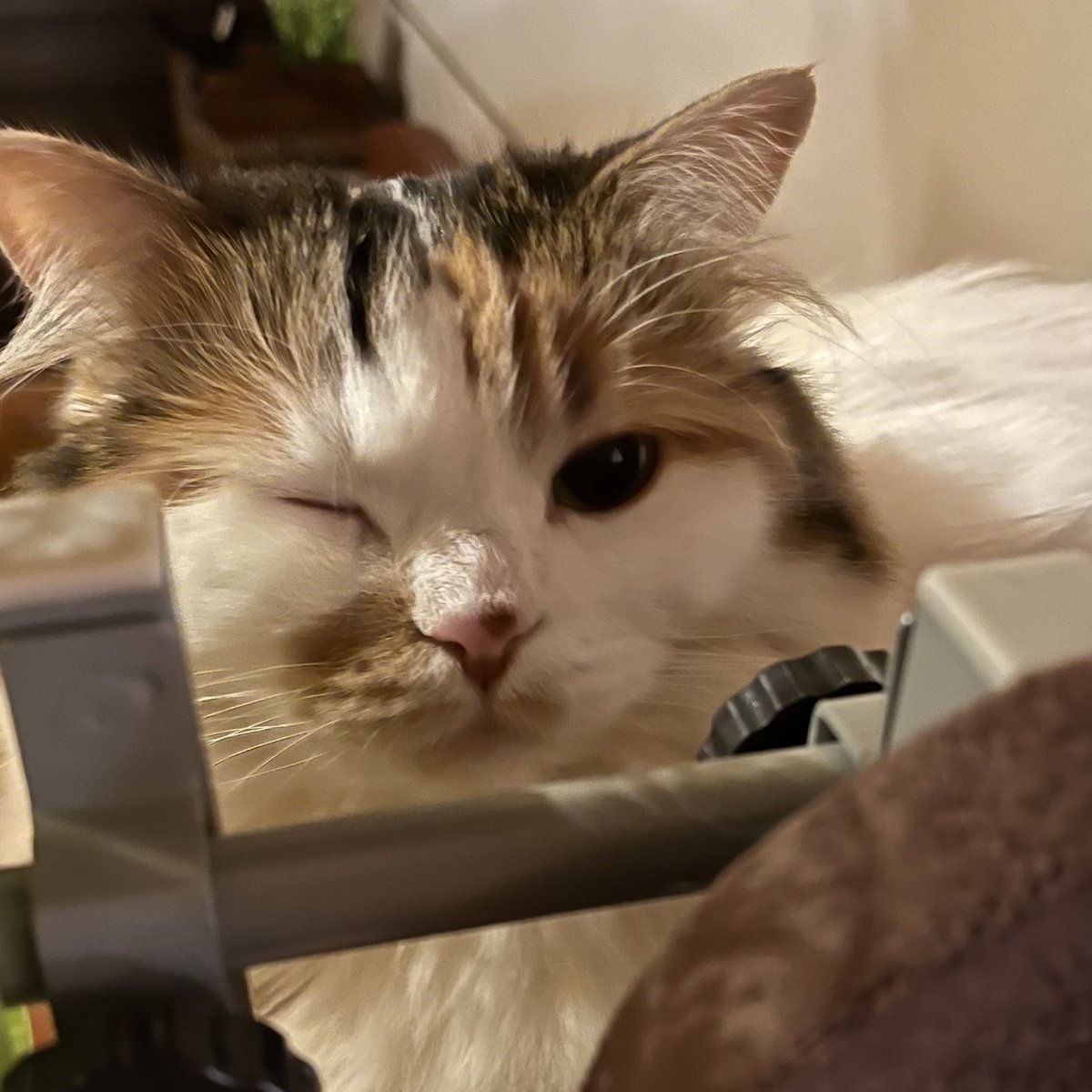 chamama_cat's tweet photo. ウィンクおちゃま

 #cat  #猫  #ラガマフィン https://t.co/nohZxQFdAv