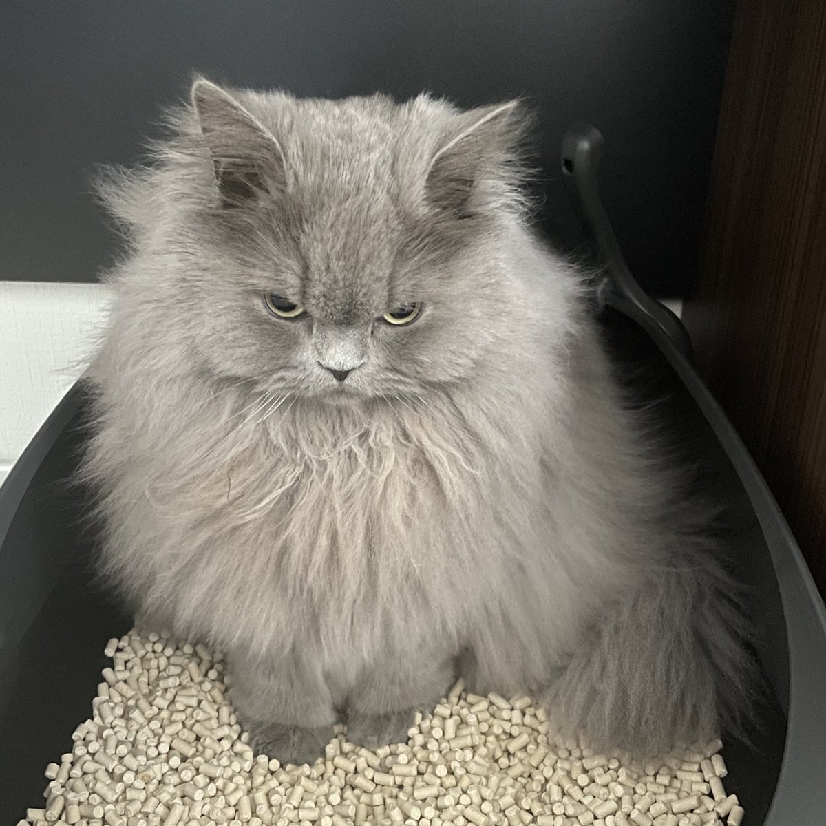 ペルシャ猫様専用-