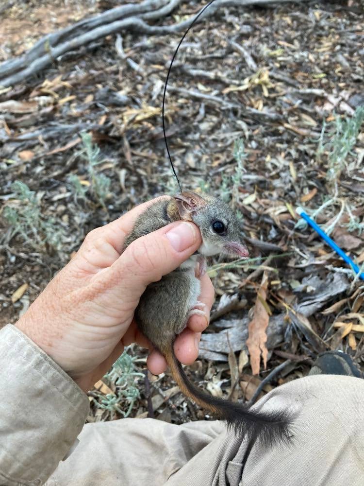 The Australian Mammal Society tweet media