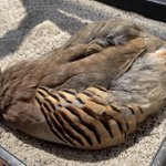 幸せの青い鳥ってほんとうにいた マウンテン ブルーバードが名前以上に青くてキレイなので見ていってください Togetter