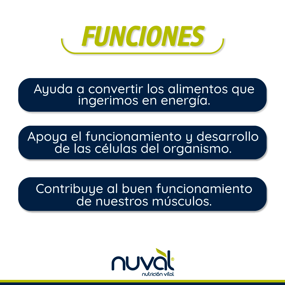 nuvalnutricion's tweet photo. Hoy en el abecedario de las vitaminas es el turno de: VITAMINA B1 o TIAMINA ⚡️

Conoce más sobre nutrición y alimentación en: https://t.co/rgVY9JkAG3

#nutrientes  #dieta #salud #vitaminas #minerales #carne #cereales #consejo #tips #nutricion #cuerposano #cuerpomente #nuval https://t.co/unXcEvUxCu