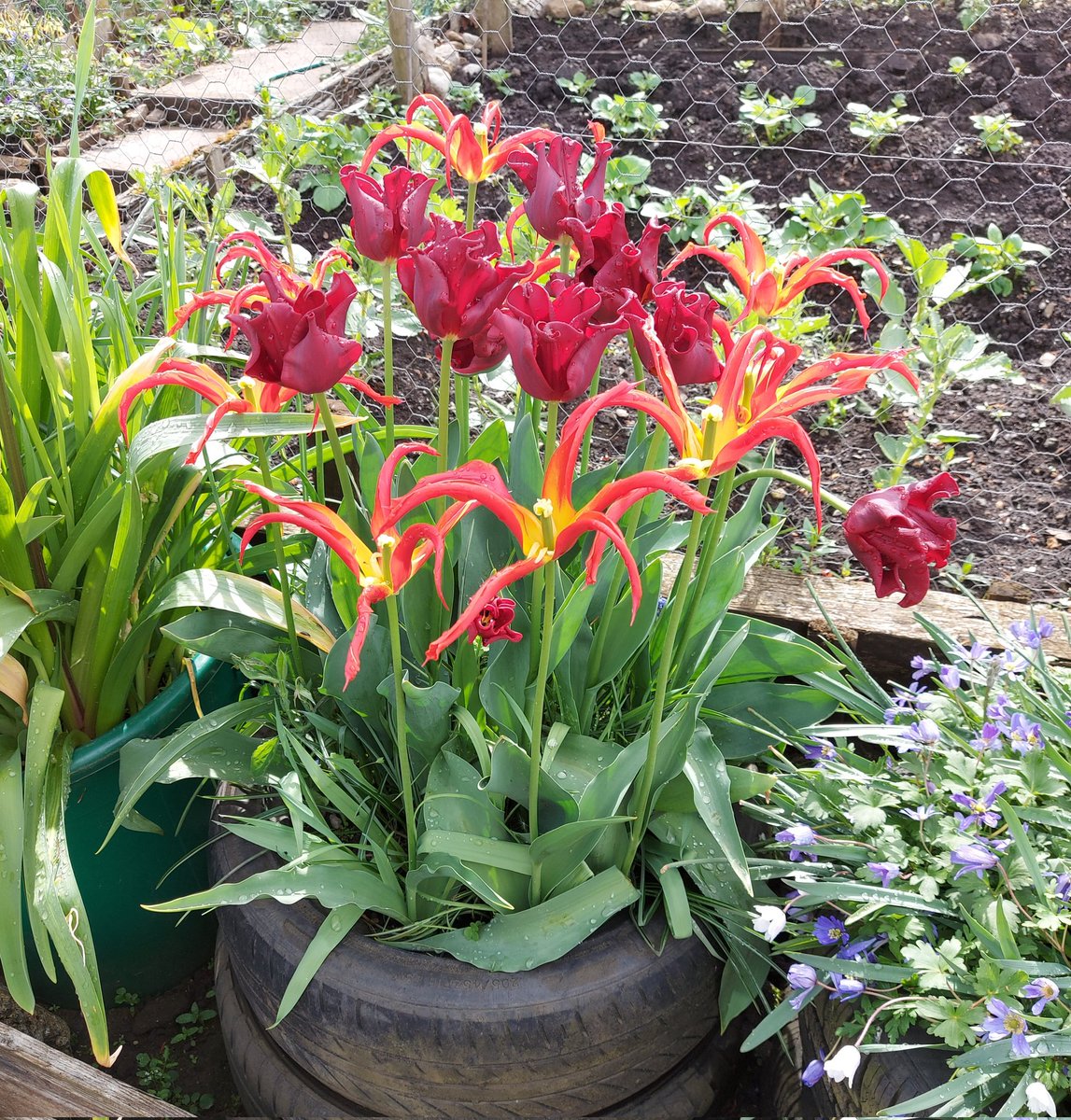 ToavesG's tweet photo. A stunning show of colour & shape from the tulips on the plot.
#toaves #allotmentlife #stunningcolours #boldstatement #coloursplash #welcome #tuliplove #tulipseason https://t.co/hisoaphLBK