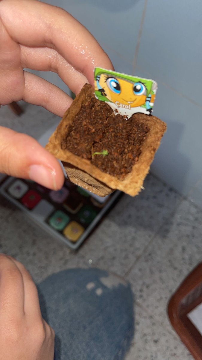 Me llamo igual que la col del mini huerto del Lidl <a href="/lidlespana/">Lidl España</a>
