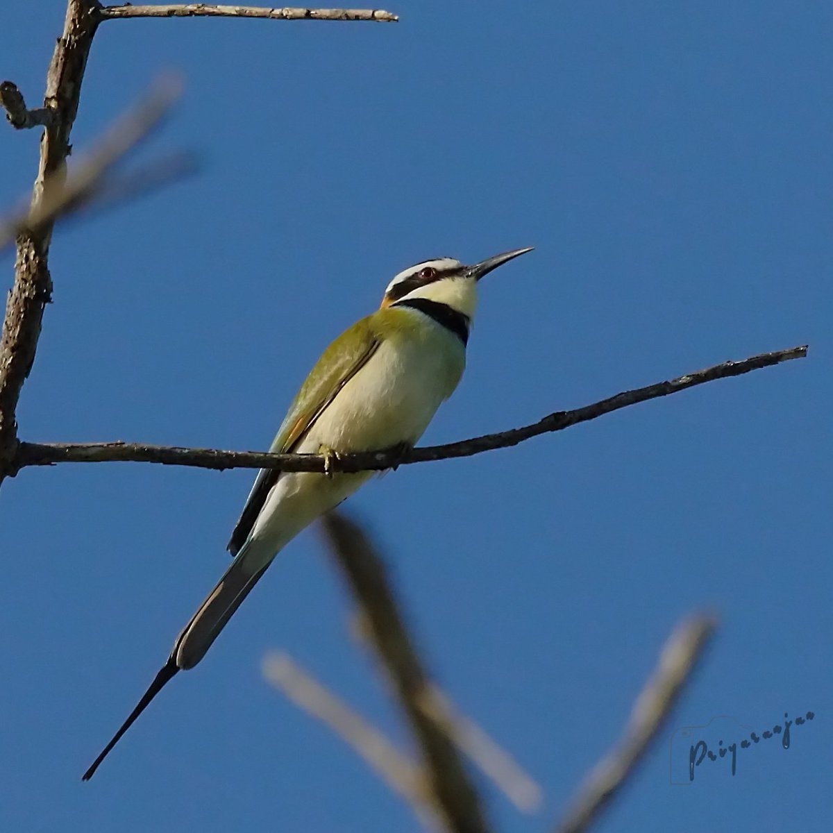 White-throated Bee-eater (Merops albicollis)
#Bagamoyo #Tanzania #BirdsOfAfrica #BirdsSeenIn2021 #ThePhotoHour #BBCWildlifePOTD #IndiAves #TwitterNatureCommunity #birdwatching #birding