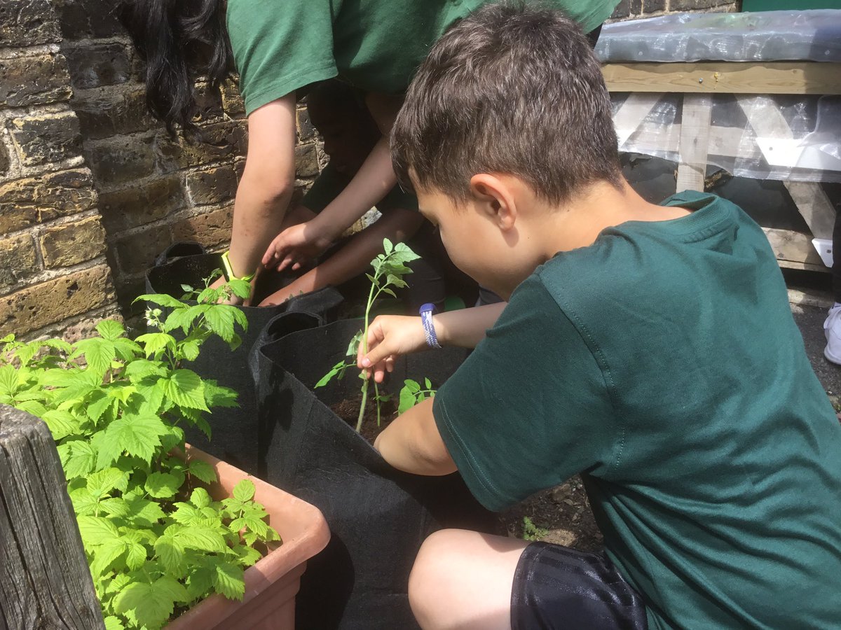 Our fabulous Garden Guardians have been hard at work today planting out raspberries and tomato plants that Year 3 grew from seed! #growyourown #greenspacesforall