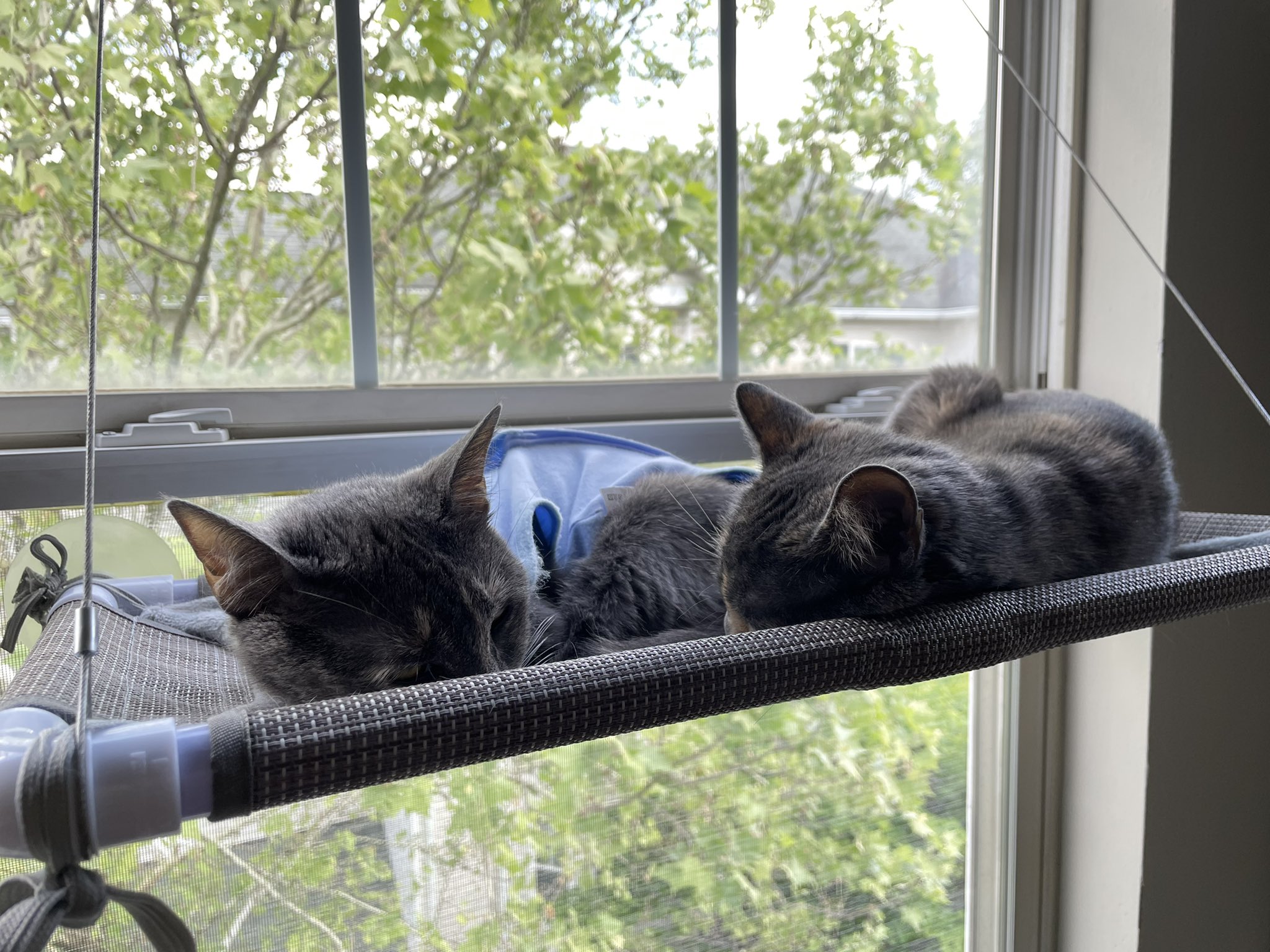 BlackRose_deGuerre on Twitter "Cats even when they’re siblings, don’t