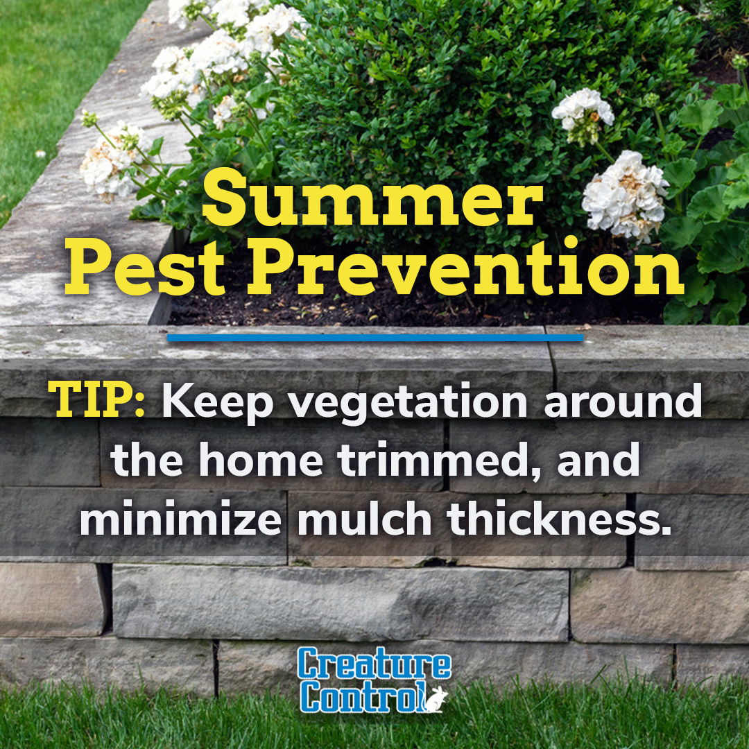 CreatureContro1's tweet image. Reduce pest harborage sites by keeping the foliage around your home tidy and minimizing mulch. Still facing a nuisance wildlife issue, call the experts today!

📲 Call: (800) 441-1519
💻Schedule an appointment:
creaturecontrol.net/contact