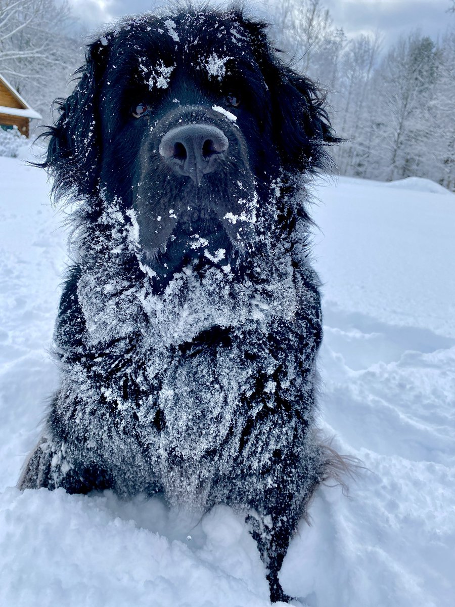 BrianSimsPA's tweet photo. MY DAD! Yeah he’s always on the move and sure he can be light on dog treats but overall, he’s a good scratcher, camper, and dog dad. If equality, hard work, and canine love matter to you…please consider voting for my favorite guy in Pawlatics Brian Sims! #Sims4Pa https://t.co/auYzJN6TPj