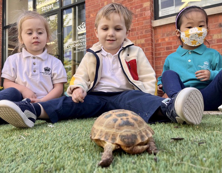 prenurserybisc's tweet image. Our Russian tortoise friend, Sheldon, got some much needed sunshine thanks to the #darlinducklings today! Sunshine is good for all souls!☀️#bisclp #bisclincolbpark #nordangliaeducation #sunshineinchicago @BISCLincolnPark @Simonamsharp