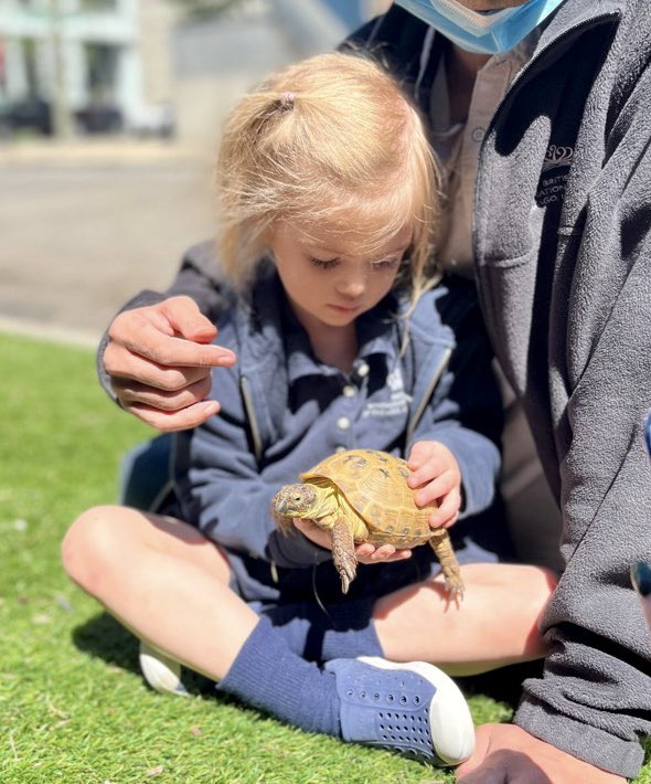 prenurserybisc's tweet image. Our Russian tortoise friend, Sheldon, got some much needed sunshine thanks to the #darlinducklings today! Sunshine is good for all souls!☀️#bisclp #bisclincolbpark #nordangliaeducation #sunshineinchicago @BISCLincolnPark @Simonamsharp