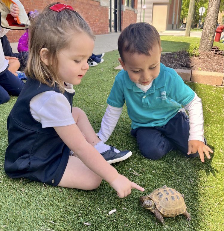 prenurserybisc's tweet image. Our Russian tortoise friend, Sheldon, got some much needed sunshine thanks to the #darlinducklings today! Sunshine is good for all souls!☀️#bisclp #bisclincolbpark #nordangliaeducation #sunshineinchicago @BISCLincolnPark @Simonamsharp