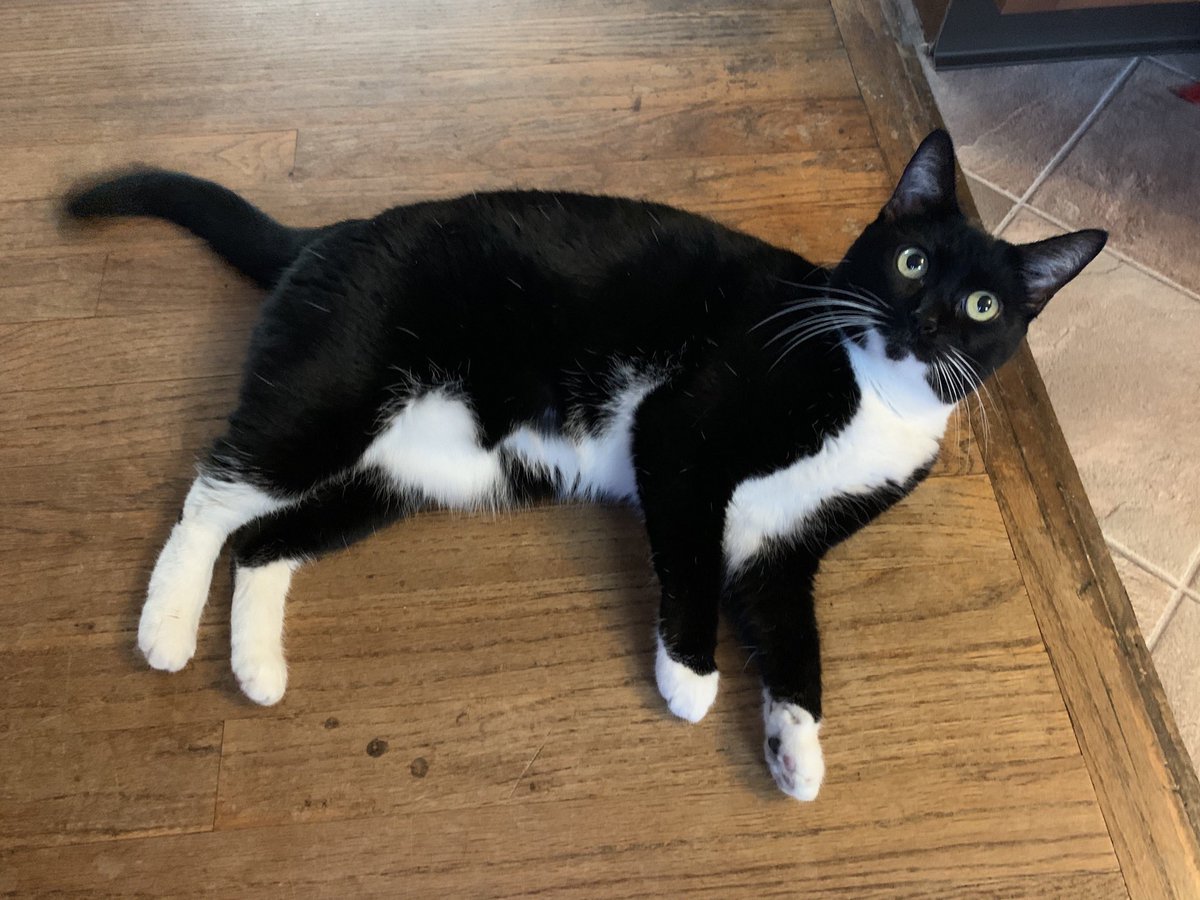 TuxedoCatGames's tweet photo. The Tuxedo Cat Games mascot, Kitton has suffered from a pleural effusion and is fighting for her life. Everyone please send positive energy and well wishes for her recovery. #CatsofTwittter https://t.co/WTeARhzygA