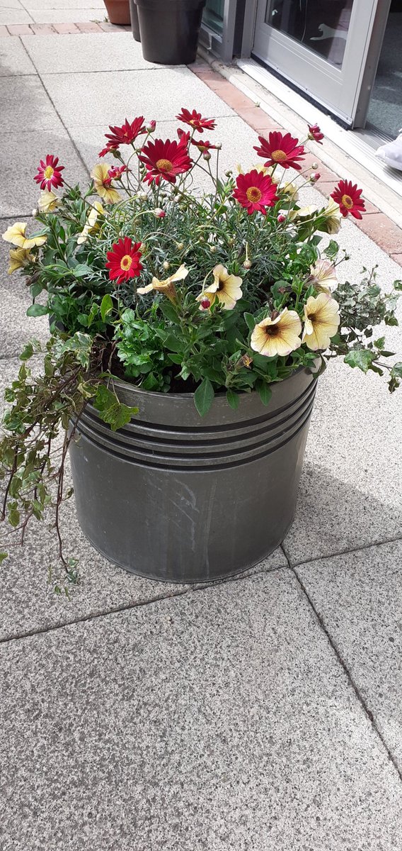 horticulturede4's tweet photo. Entrants from ⁦@liam_derwen⁩ for our in house plant a container competition- nerve wracking wait to see who will win they all look amazing #plants #gardening #flowers ⁦@OswestryTourism⁩ ⁦@OswestryLife⁩ ⁦@OswestryIn⁩ https://t.co/n2FPapemhk