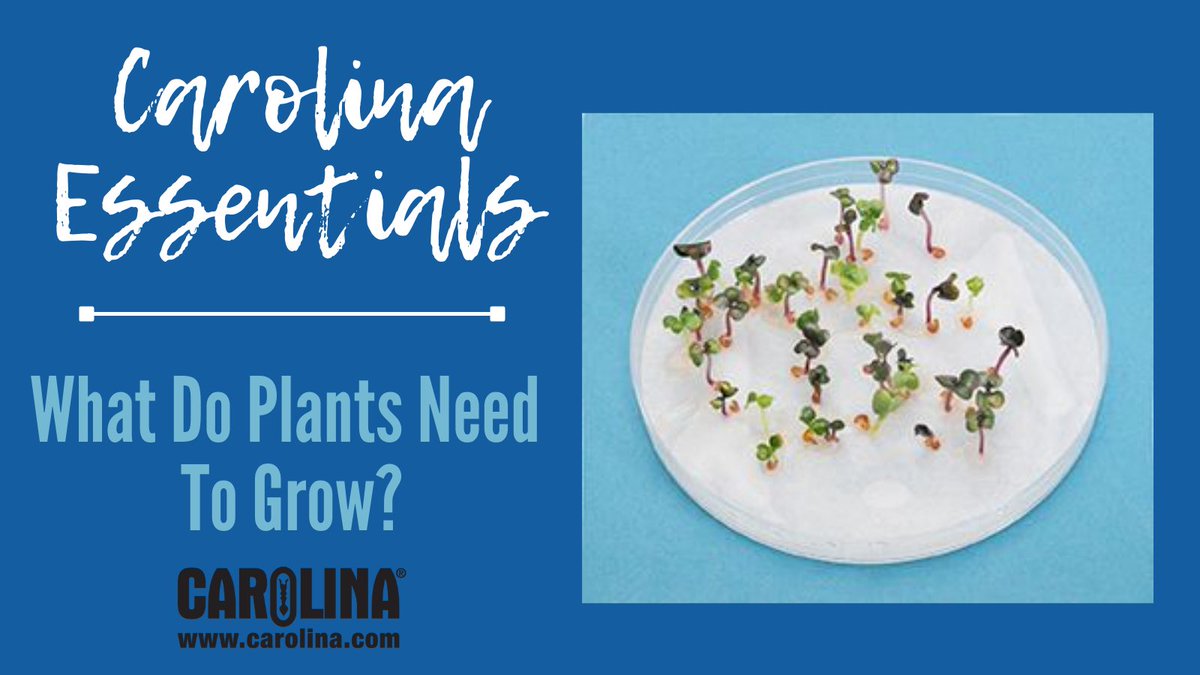 CarolinaBio's tweet photo. In this activity students will examine the phenomenon of plant growth. Students manipulate the amount of sun light &amp; water to which Wisconsin Fast Plant® seed discs are exposed. 
Learn more here! https://t.co/qaNPThwDkg

#wisconsinfastplants #carolinaessentials #bestofstem2021 https://t.co/tTqoyynsbt