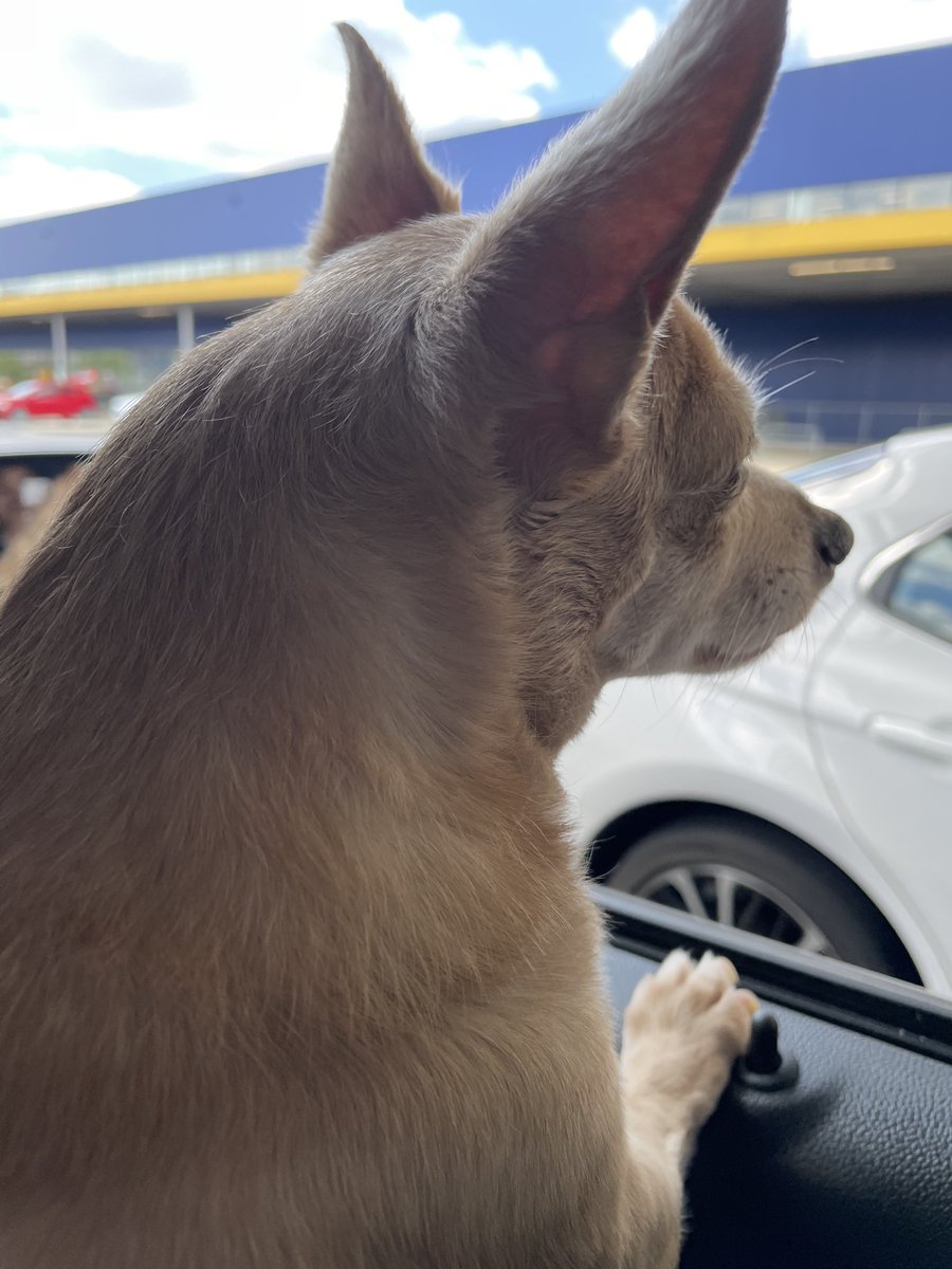 PeterAKim80's tweet photo. @GreatGoatsNFT My chihuahua wants to be a goat https://t.co/kVRasE56oE