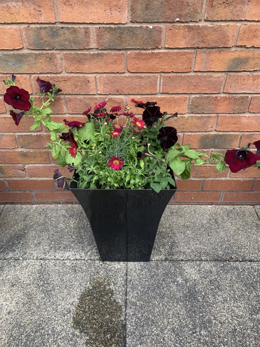 horticulturede4's tweet photo. Another entrant from ⁦@liam_derwen⁩ for our in house competition https://t.co/zRlx0XDxfa