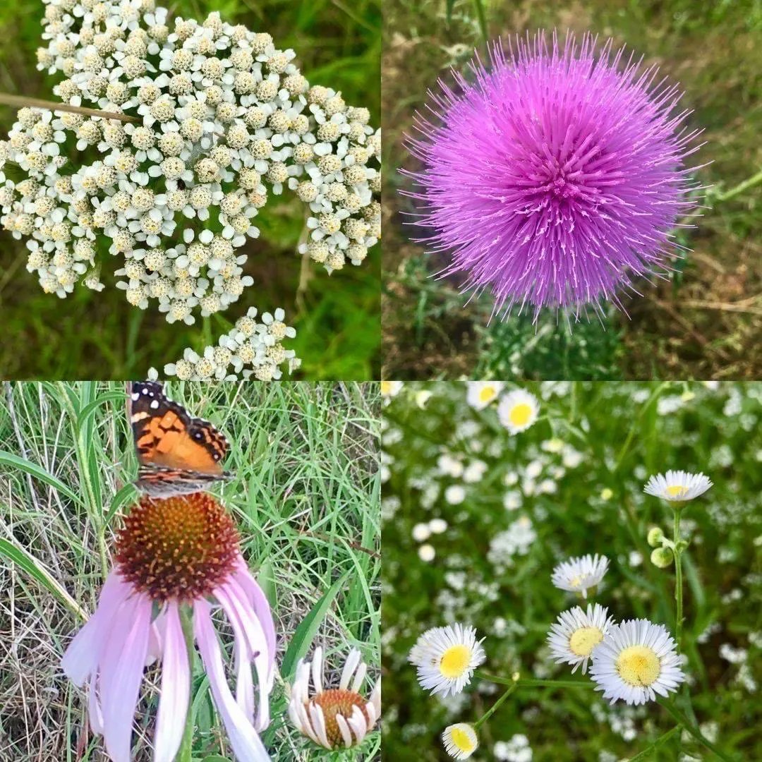 ShilohMorning's tweet photo. Here are some of the beautiful things you will see when walking on our trails at the inn! Come stay with us, and take a relaxing walk through our beautiful countryside! https://t.co/ydVP9QhgTq