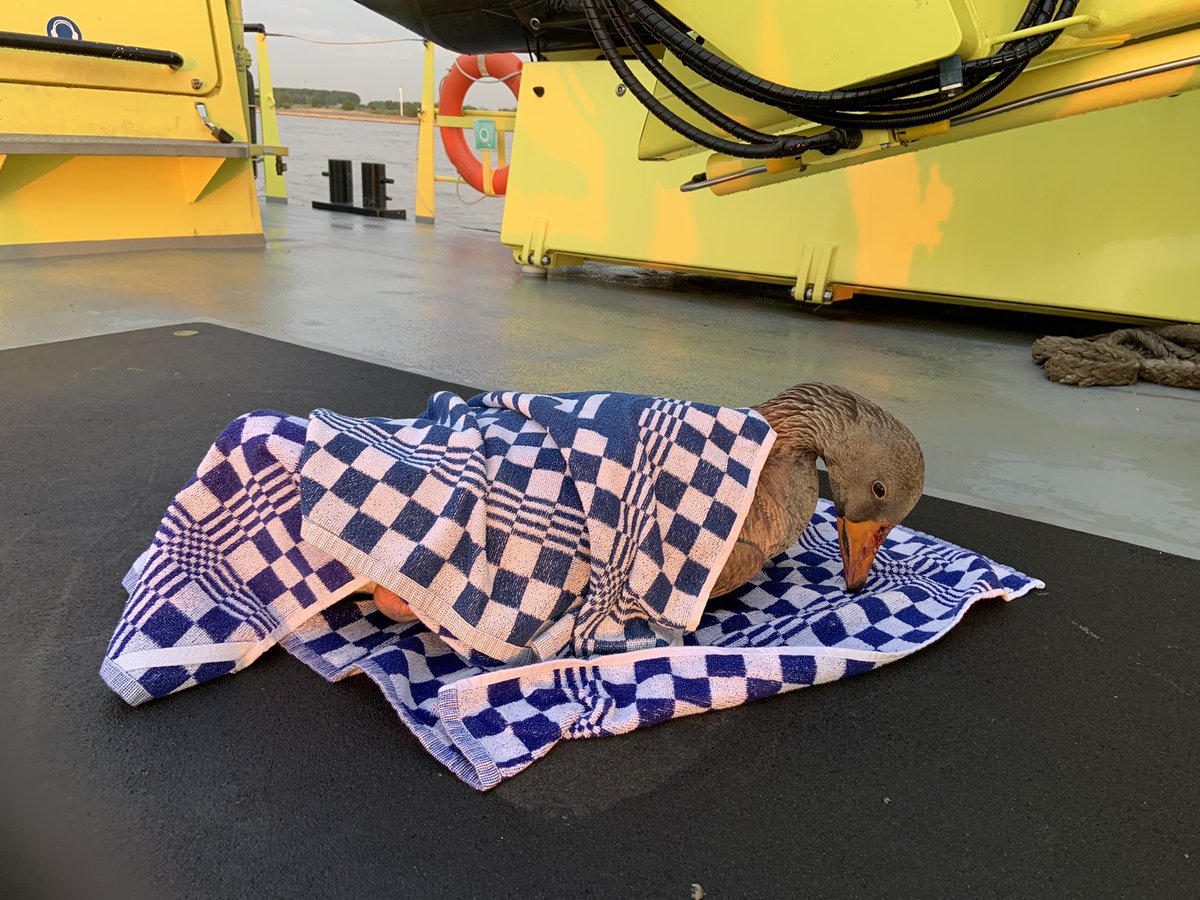VLW_Michael's tweet photo. Late dienst #RWS72. Melding van sluis Tiel dat er een gans met een gebroken vleugel door de kolk zwom. Beestje gevangen en overgedragen aan de dierenambulance Tiel. @Rijkswaterstaat https://t.co/pHKbdGurh3