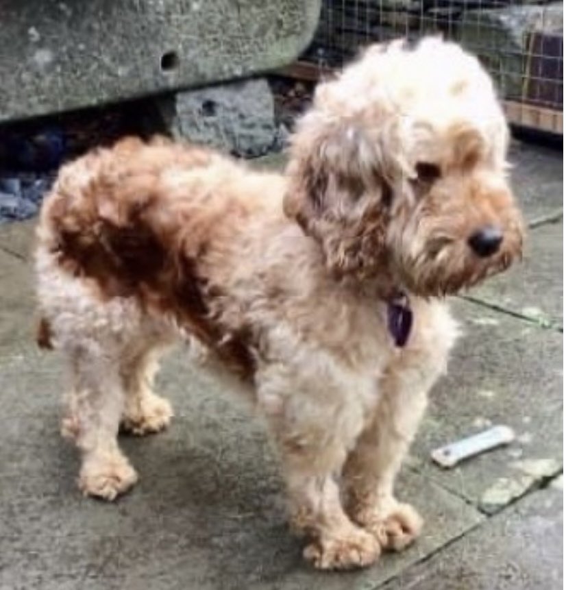 rosieDoc2's tweet photo. PEPPER missing from Playing fields, #Wickwar #GL12 SOUTH WEST 17/5/22
Female/adult #cockapoo apricot
TAGGED / CHIPPED / TATTOOED/ SPAYED
#RescueDog friendly but shy
https://t.co/IIPkKEZTCq
@WickwarWandFC_ @WickwarBrewing @MissingPetsGB @rosiedoc666 @BlueFrenchie1 @bs2510 https://t.co/98aougdrWM
