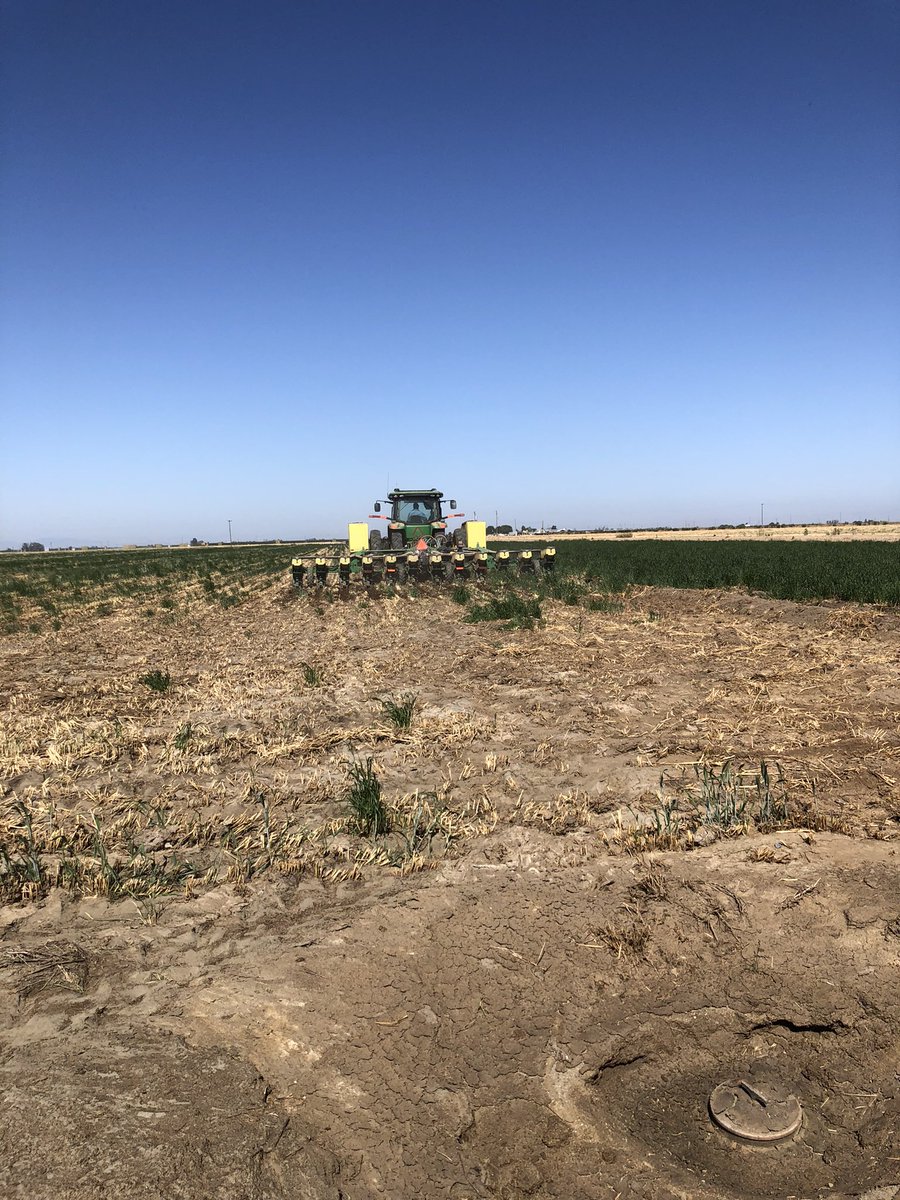 Neal43648099's tweet photo. A silage corn field getting SP-1 applied. On the seed.  #watereffeciency #nutrientrelease #rootstimulation #SP-1 https://t.co/emDsttvdEy