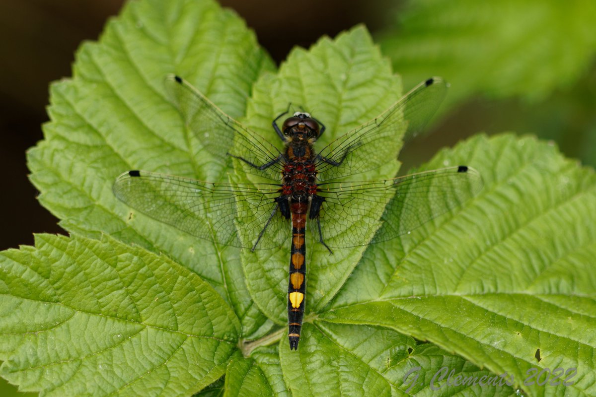 Gijs Clements tweet media