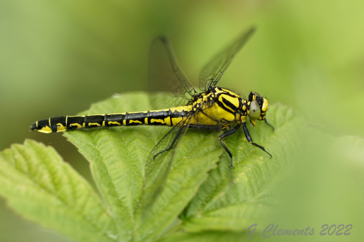 Gijs Clements tweet media