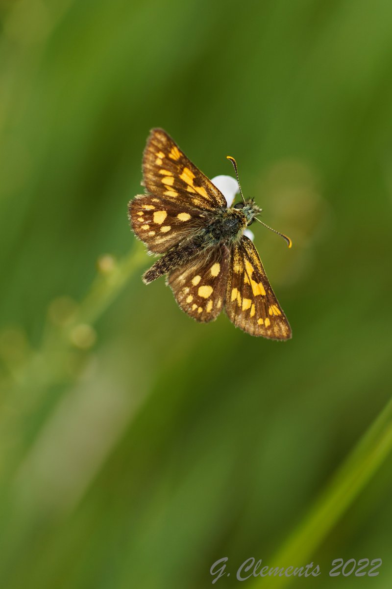Gijs Clements tweet media